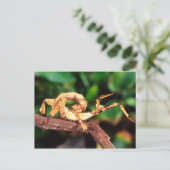 Macleay's Specter (Spiney Stick Insect), Postkarte (Stehend Vorderseite)