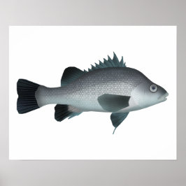 Macquarie Perch Poster