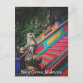 Macque Monkey at Batu Caves, Malaysia Travel Postkarte (Vorderseite)