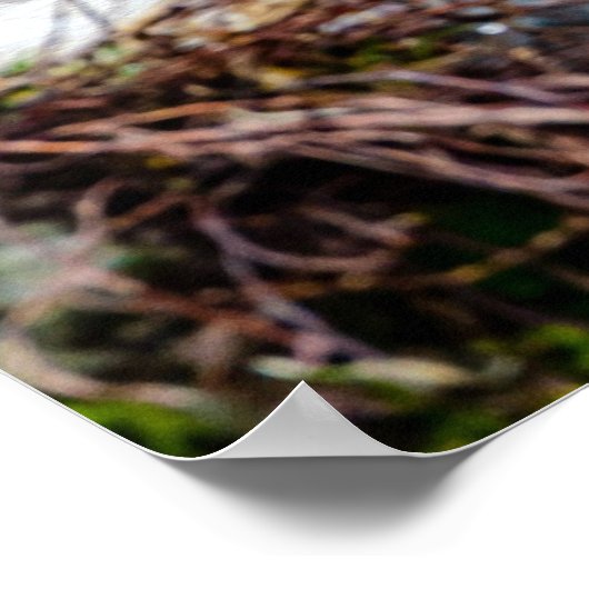 Macque Monkey, das gute Leben Poster (Ecke)