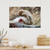 Macque Monkey, das gute Leben Poster (Küche)