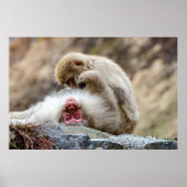 Macque Monkey, das gute Leben Poster (Vorne)