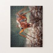 Macro Ant Wonders Puzzle (Vertikal)