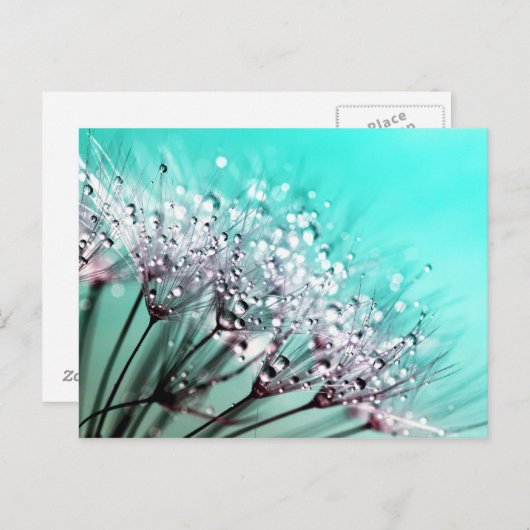 Macro Dandelion Seeds Wassertropfen Foto Postkarte (Vorne/Hinten)