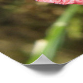 Macro für hübsche Blume mit rotem Poppy Poster (Ecke)