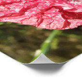 Macro für hübsche Blume mit rotem Poppy Poster (Ecke)