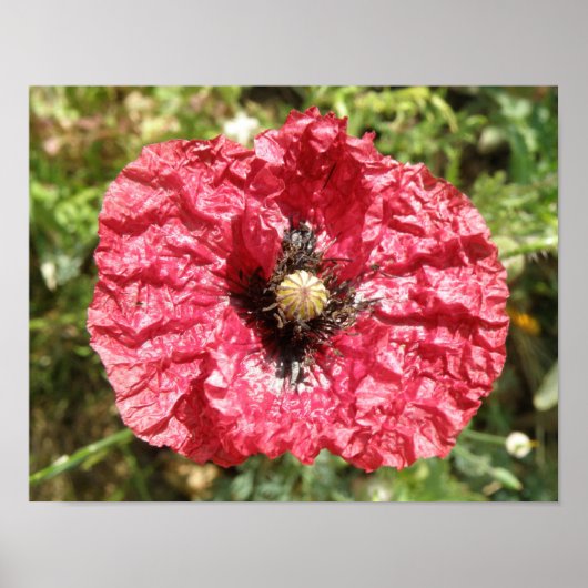 Macro für hübsche Blume mit rotem Poppy Poster (Vorne)