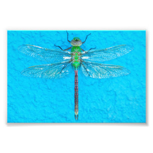 Macro Green Dragonfly auf blauem Hintergrund Fotodruck