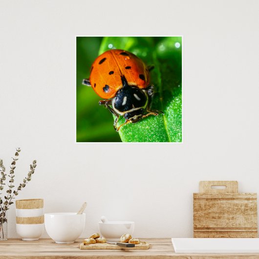Macro Magic: Ladybug Poster (Küche)