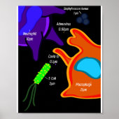 Macro Microbiology Poster (Vorne)