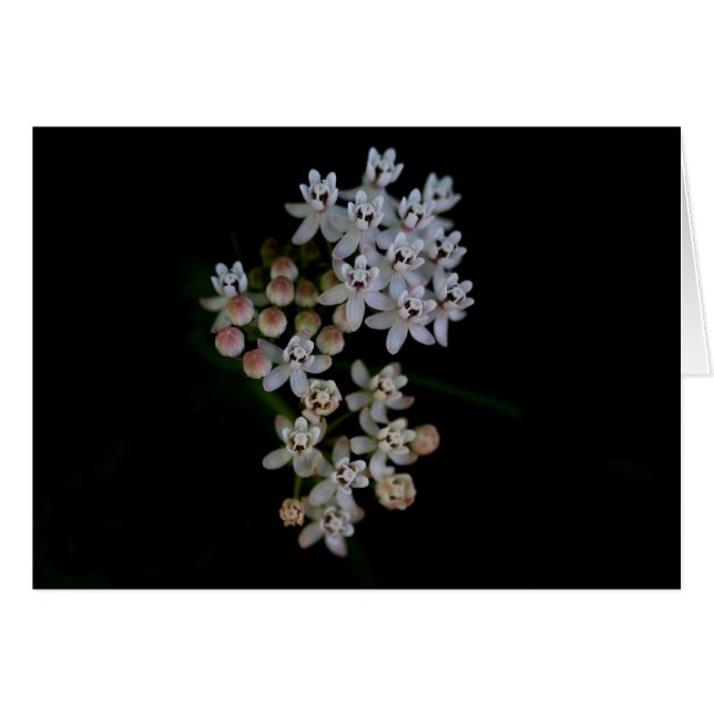 Macro Milkweed (Vorderseite (Horizontal))