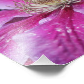 Macro Nah Up Pink Clematis Blume Fotodruck (Ecke)