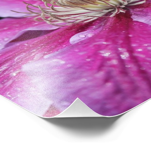 Macro Nah Up Pink Clematis Blume Fotodruck (Ecke)