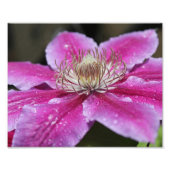 Macro Nah Up Pink Clematis Blume Fotodruck (Vorne)