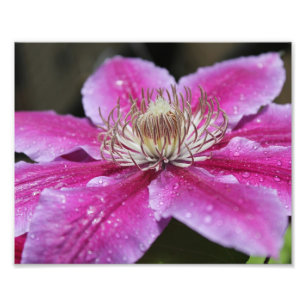 Macro Nah Up Pink Clematis Blume Fotodruck