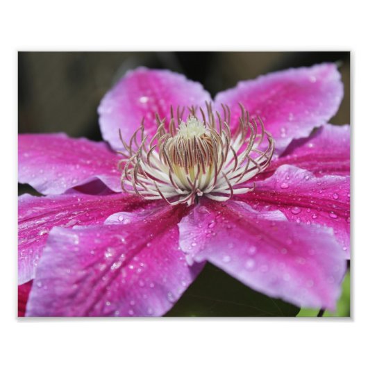 Macro Nah Up Pink Clematis Blume Fotodruck (Vorne)