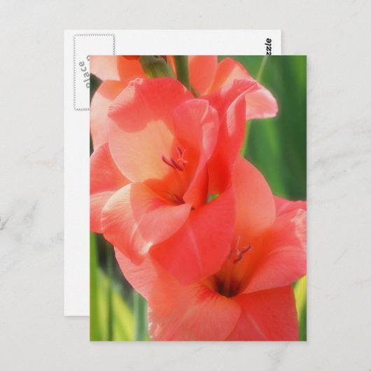 Macro Peach Gladiolas Blume Nature Postkarte (Vorne/Hinten)