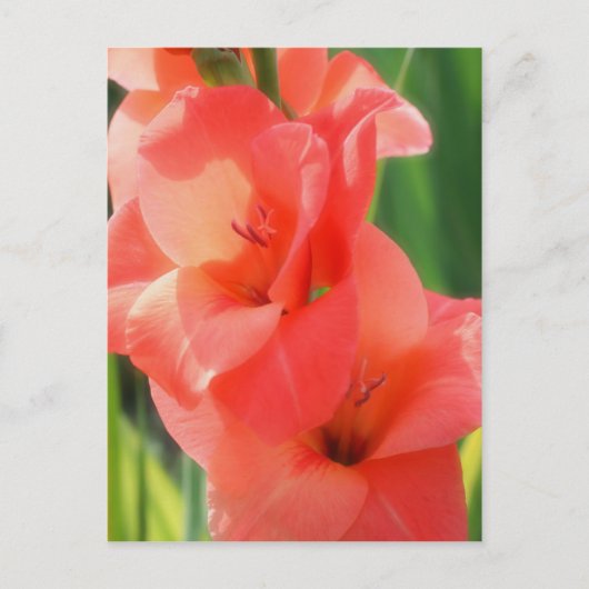 Macro Peach Gladiolas Blume Nature Postkarte (Vorderseite)