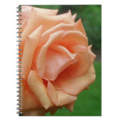 Macro Peach Rose Blume Nature Notizblock (Vorderseite)