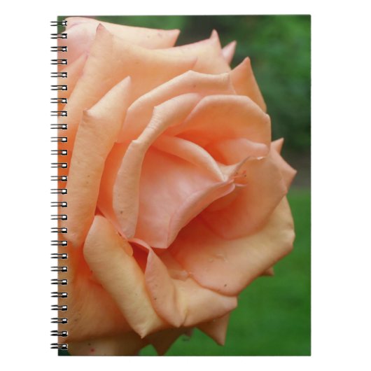 Macro Peach Rose Blume Nature Notizblock (Vorderseite)