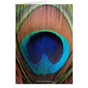 Macro Peacock Feather Rich Blues Fotografie
