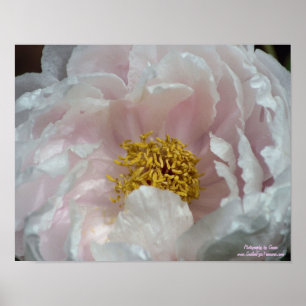 Macro Pink Peony Blumen Centre Poster