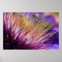 Macro Print Clematis