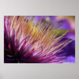 Macro Print Clematis Poster