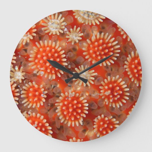 Macro Sea Star Große Wanduhr (Vorderseite)