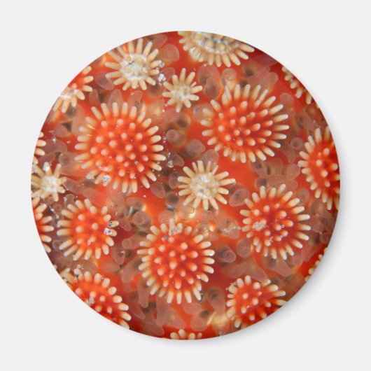 Macro Sea Star Magnet (Vorne)