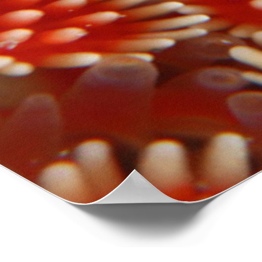 Macro Sea Star Poster (Ecke)