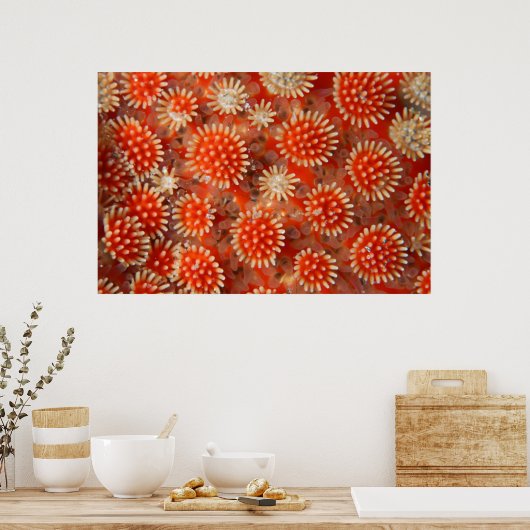 Macro Sea Star Poster (Küche)