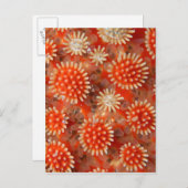 Macro Sea Star Postkarte (Vorne/Hinten)