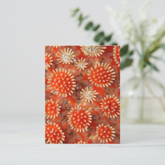 Macro Sea Star Postkarte (Stehend Vorderseite)