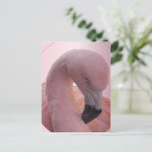 Macro Shot, flauschig weich rosa Flamingo Postkarte (Stehend Vorderseite)