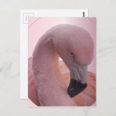 Macro Shot, flauschig weich rosa Flamingo Postkarte (Vorne/Hinten)