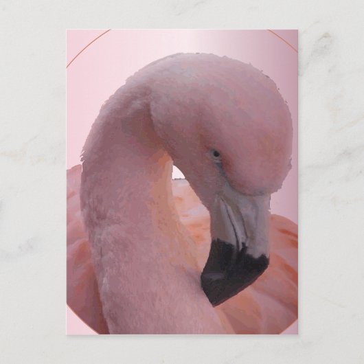 Macro Shot, flauschig weich rosa Flamingo Postkarte (Vorderseite)