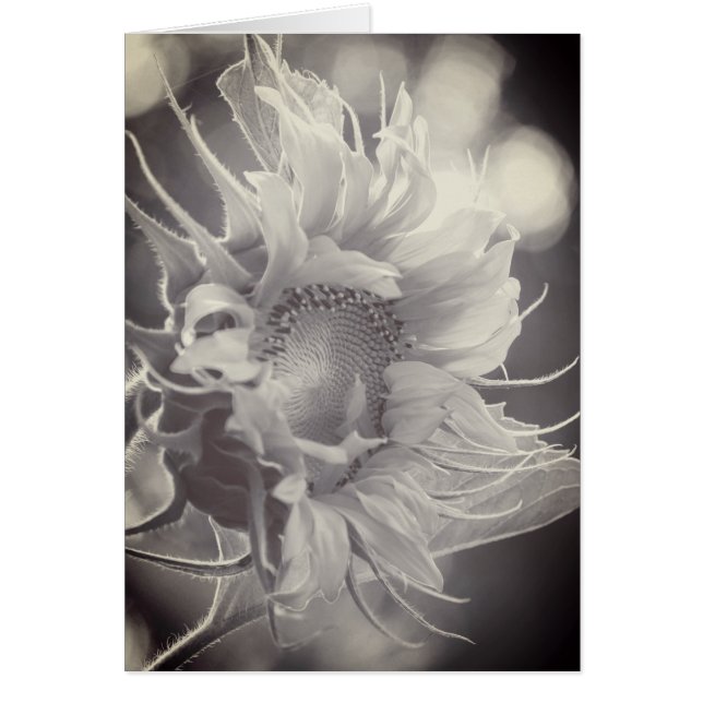 Macro Sunflower in Sepia (Vorne)