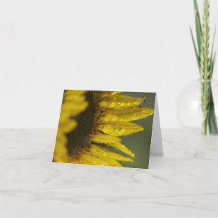 Macro Sunflower Karte