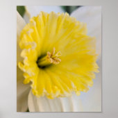 Macro Up Close Yellow Daffodil Flower Photography Poster (Vorne)