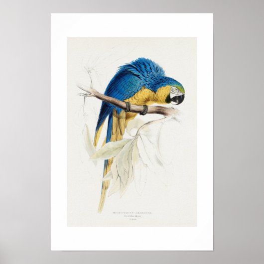 Macrocercus Ararauna Parrot Poster (Vorne)