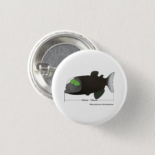 Macropinna microstoma tatsächliche Größe Button (Vorne & Hinten)