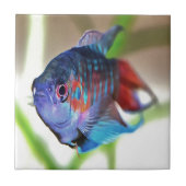 Macropodus Opercularis Aquarium Fisch Fliese (Vorderseite)