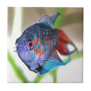 Macropodus Opercularis Aquarium Fisch Fliese