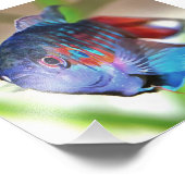 Macropodus Opercularis Aquarium Fisch Fotodruck (Ecke)