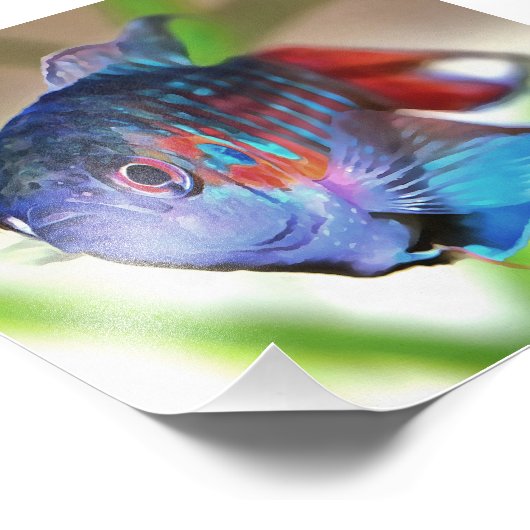 Macropodus Opercularis Aquarium Fisch Fotodruck (Ecke)