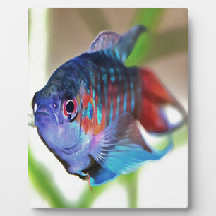 Macropodus Opercularis Aquarium Fisch Fotoplatte