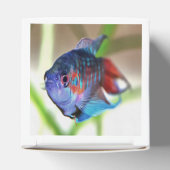 Macropodus Opercularis Aquarium Fisch Geschenkschachtel (Oben)