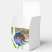 Macropodus Opercularis Aquarium Fisch Geschenkschachtel (Geöffnet)