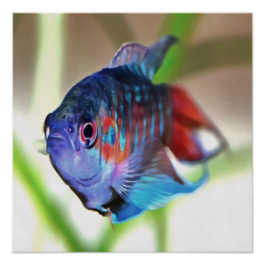 Macropodus Opercularis Aquarium Fisch Poster (Vorderseite)